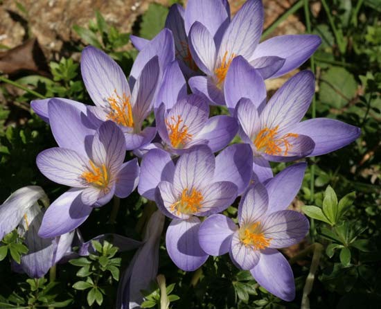 Hoa cây bả chó (Colchicum autumnale), hay còn gọi là báo vũ, thu thủy tiên, nghệ tây mùa thu. Loài cây này có chất độc colchicin, có thể gây chết người. Triệu trứng ngộ độc colchicin tương tự như ngộ độc thạch tín, có thể khiến tim ngừng đập ngay lập tức và không có thuốc giải độc.